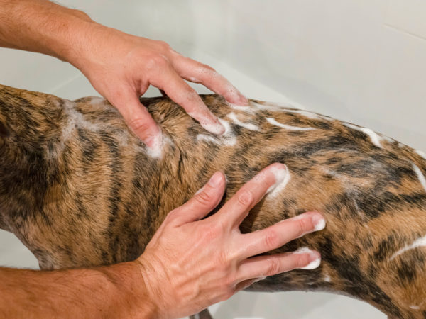 Shampoo für Hunde und Katzen